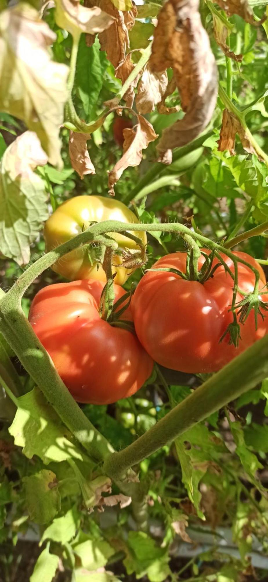 Villa Dei Fiori B&B Κάπρι Εξωτερικό φωτογραφία