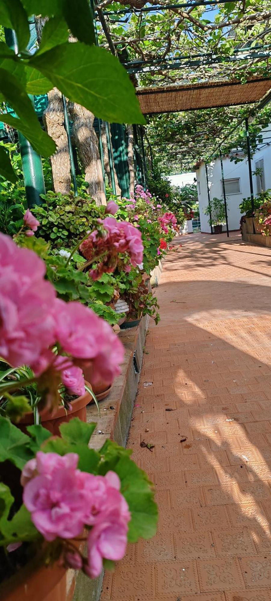Villa Dei Fiori B&B Κάπρι Εξωτερικό φωτογραφία